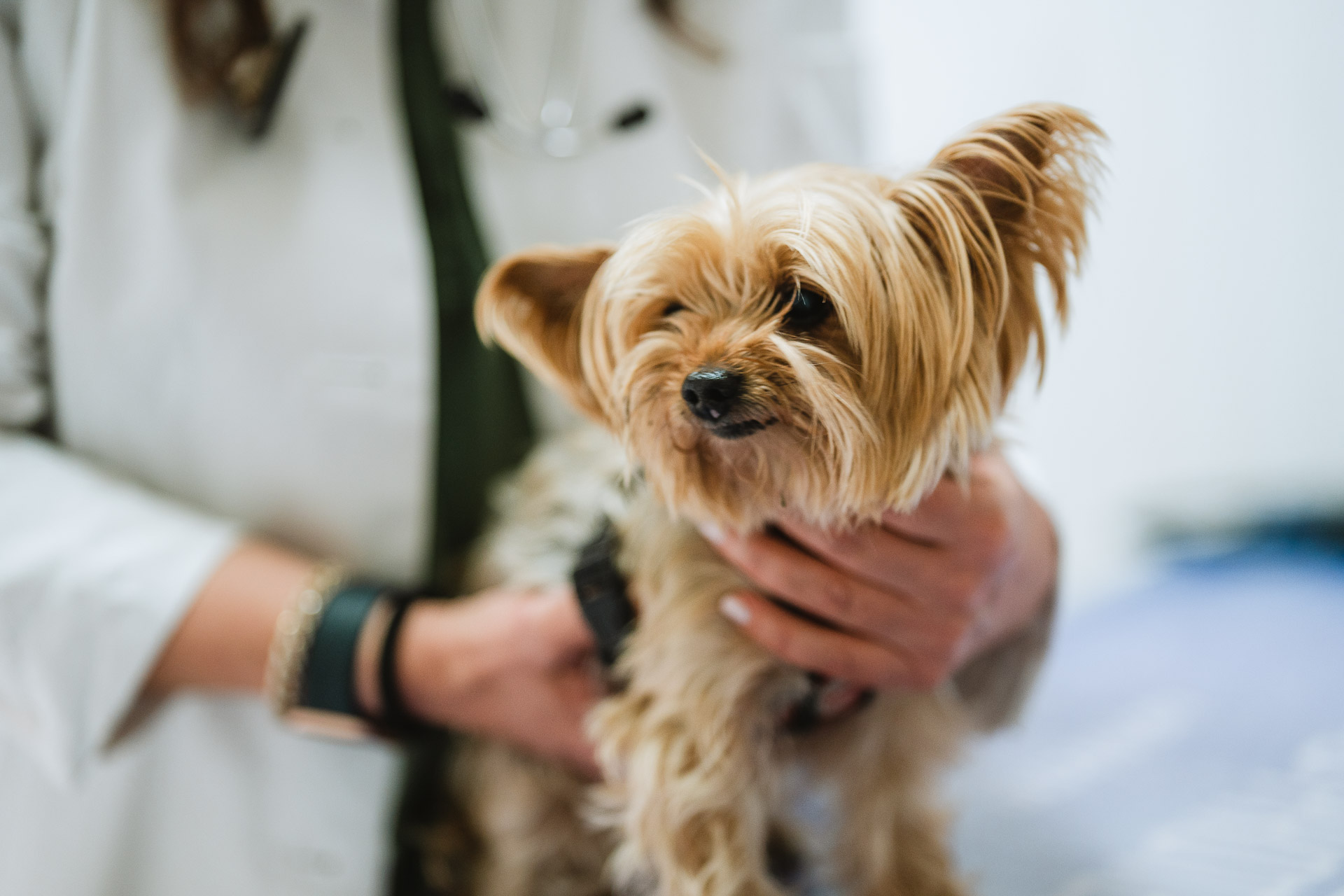 Hillcrest Pet Hospital Dog Veterinarian Exam