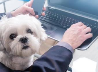 The Secret to Staying Sane While Working From Home With Pets
