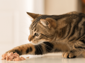 Cats Can Eat What?! Surprising Foods That Are Safe for Your Feline Friend