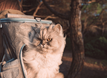 National Take a Hike Day: Can I Hike with My Cats?
