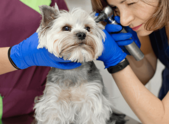 Deaf Pet Awareness Week: How to Help Your Deaf Dog Live their Best Life