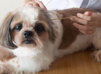How to Know When to Take Your Dog to the Veterinarian For an Ear Infection