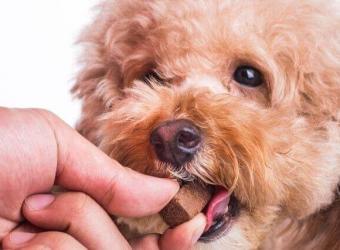Heartworm Awareness Month: How to Keep Your Dog Heartworm-Free