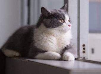 How to Enrich the Life of Your Indoor Cat