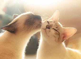 National Adopt a Cat Month: 10 Reasons to Adopt a Kitty