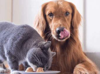 Bon Appetit! The Dos and Don'ts of Cooking For Your Pet