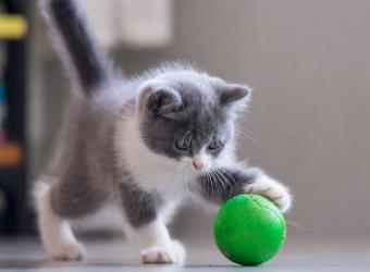 The Whole "Kitten Caboodle"! The Checklist You Need For Your New Furry Feline