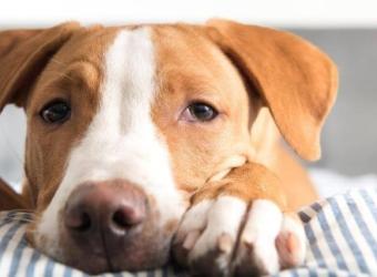 Parvo in Pups: Risks, Prevention, Spread and Why It's Spiked During the Pandemic