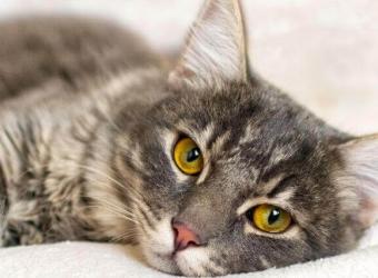 Can Cat Cancer Be Prevented? To a Certain Extent, Yes, And Here's How