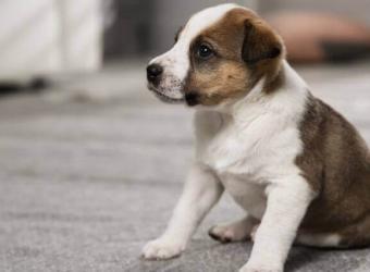 7 Puppy Potty Training Tips to Save Your Sanity…and Your Home