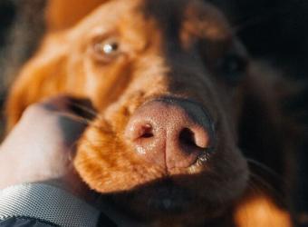 Palliative and Hospice Care for Pets: Compassionate End-of-Life Care for Dogs and Cats