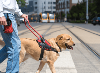 Assistance Dog Day: Celebrating These Amazing Dogs and the Vital Roles They Play