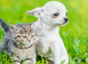 World Rabies Day: Facts, Prevention, and Actions To Take if Your Pet is Bitten