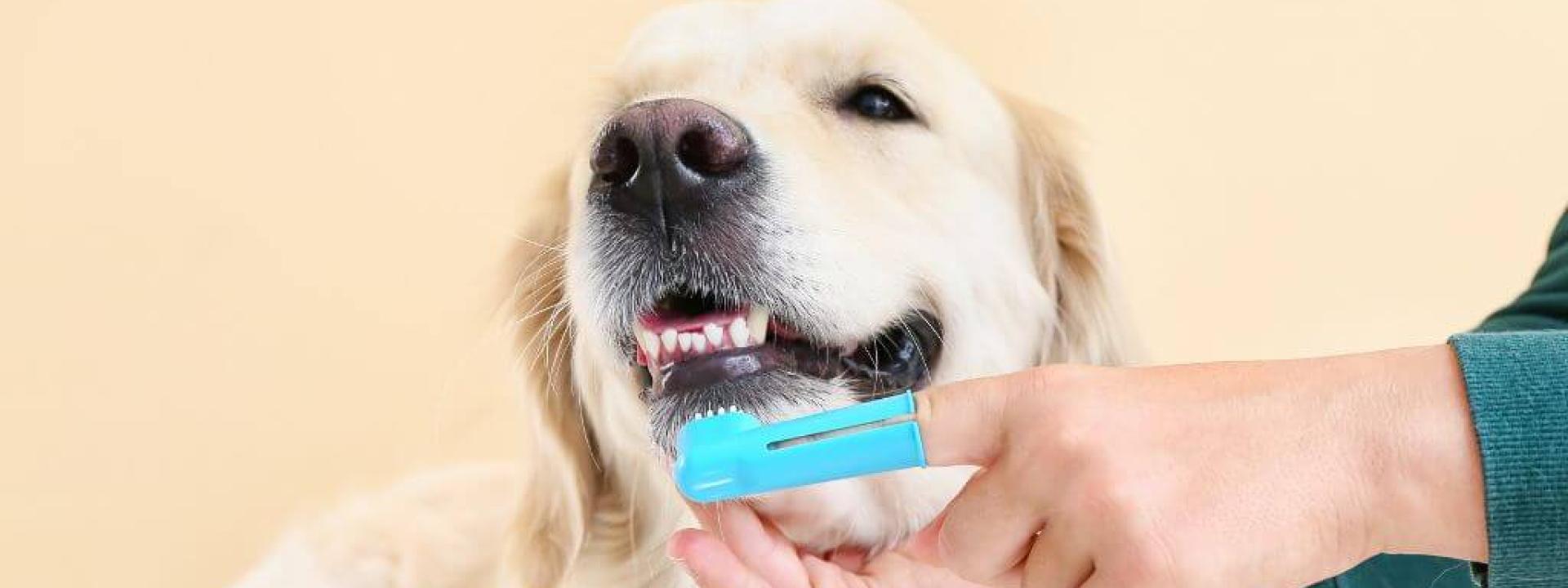 Owner brushing dog's teeth with a et tooth brush