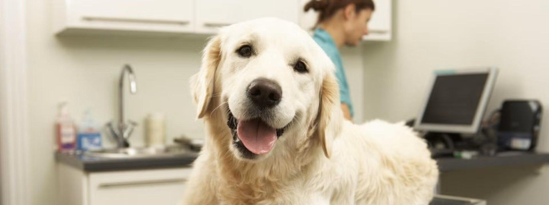 Large white dog on the exam table at the vet's office
