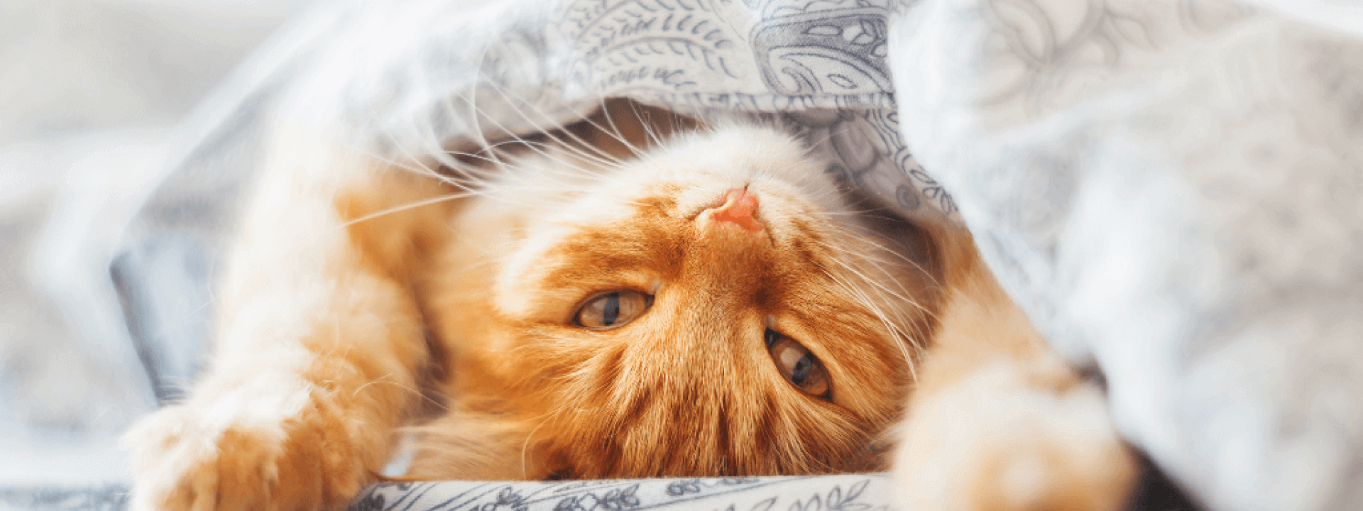 common cat behaviors explained