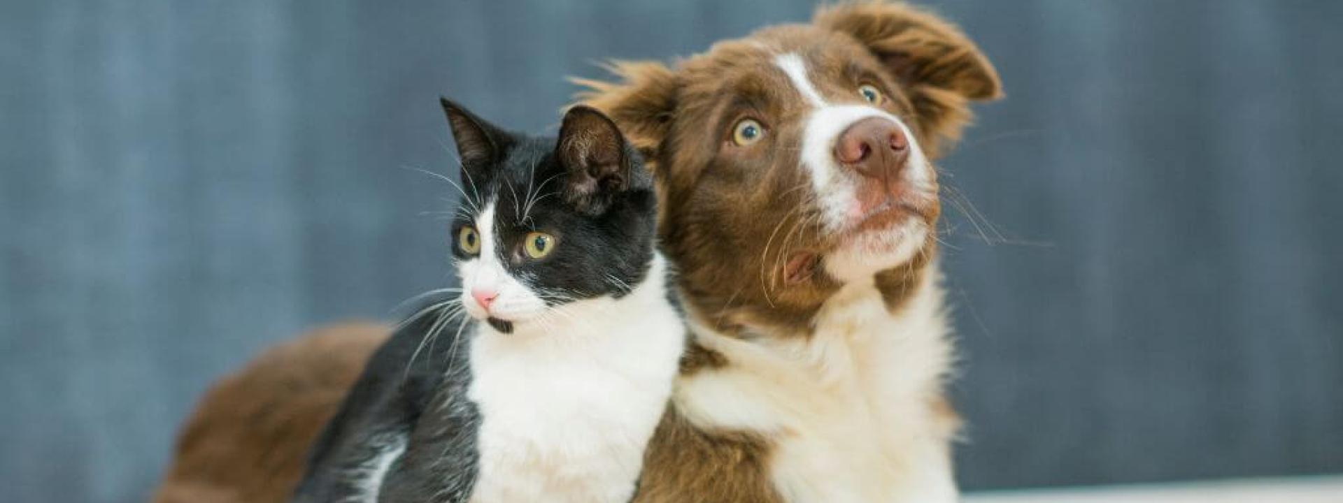 Dog and cat laying next to each other 