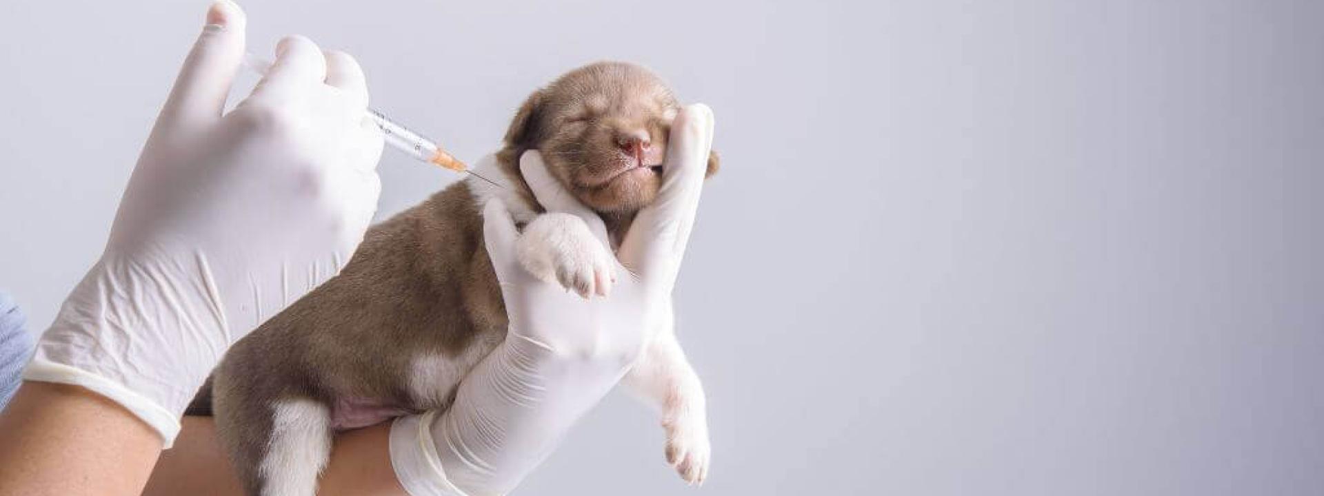 dog vaccination info for national pet immunization month