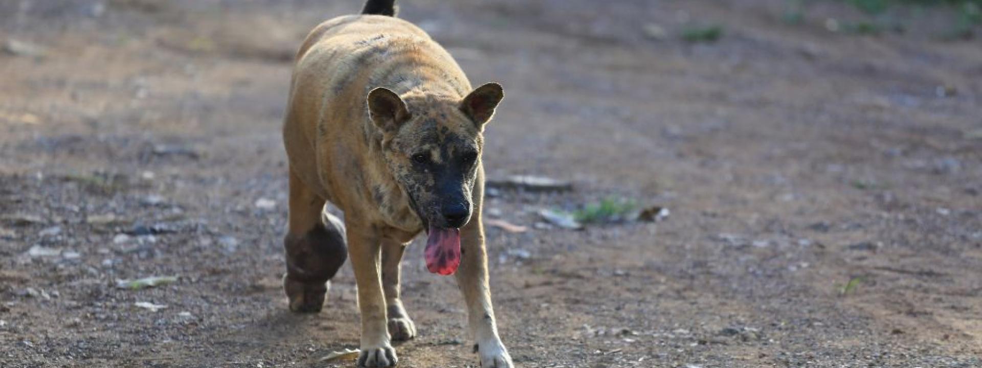 Cellulitis in dogs A dog suffering from cellulitis walking with an abscess on its leg.