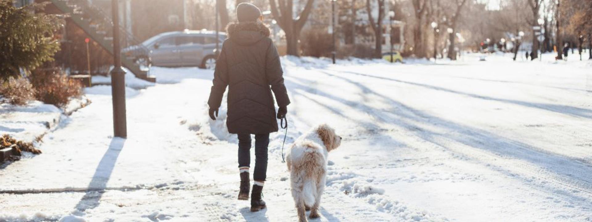 Exploring Your Winter Wonderland: The Guide to Festive Walks with Your Dog