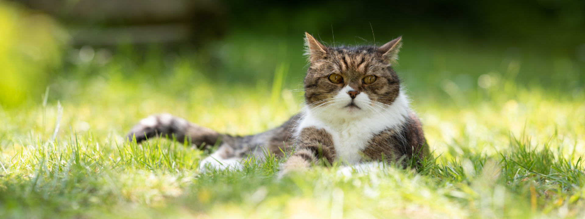 Outdoor cat walking through grass