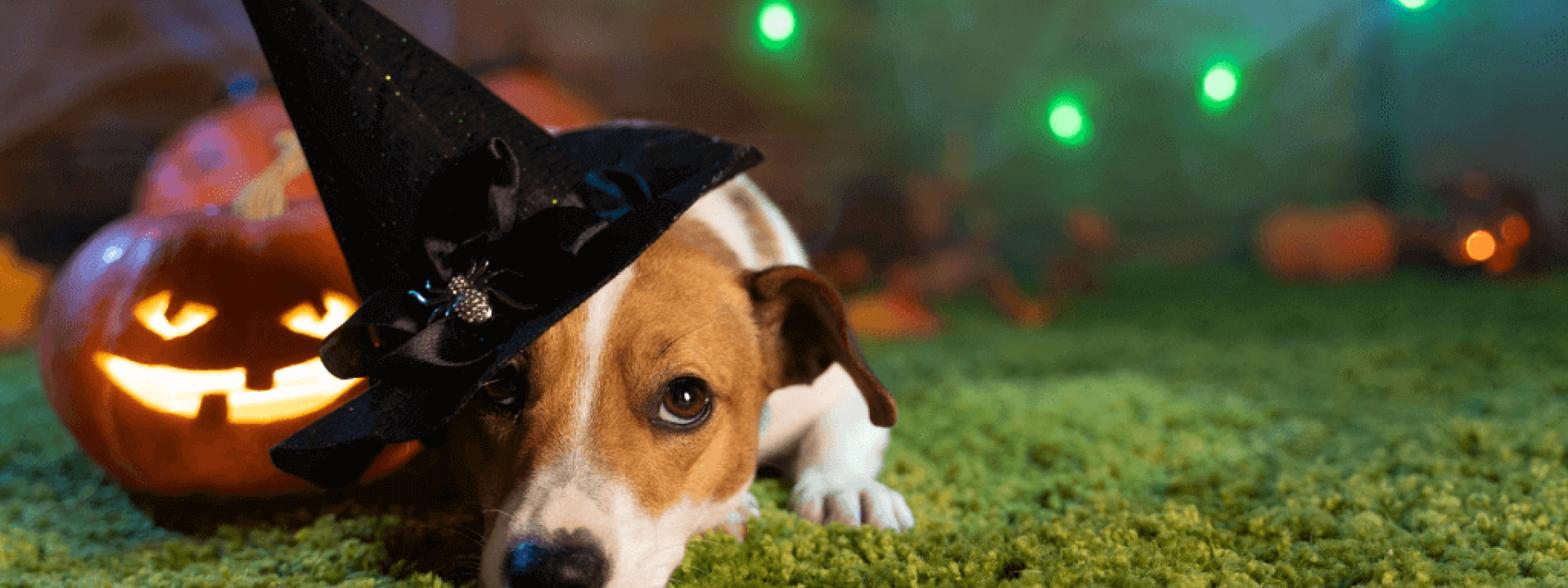 keeping pets safe on Halloween