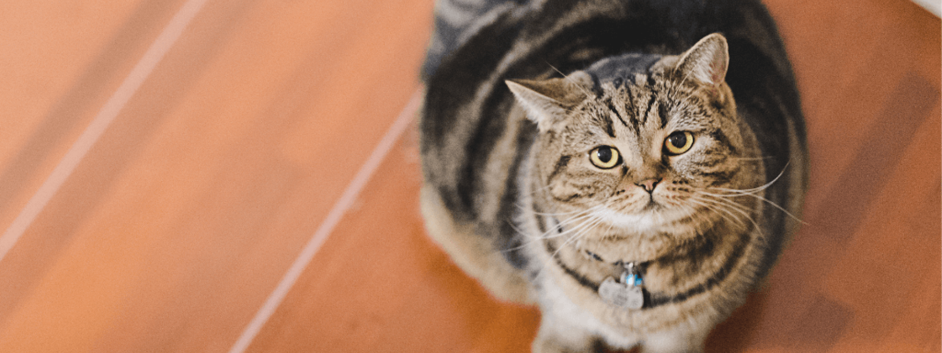 Fat cat sitting on stairs