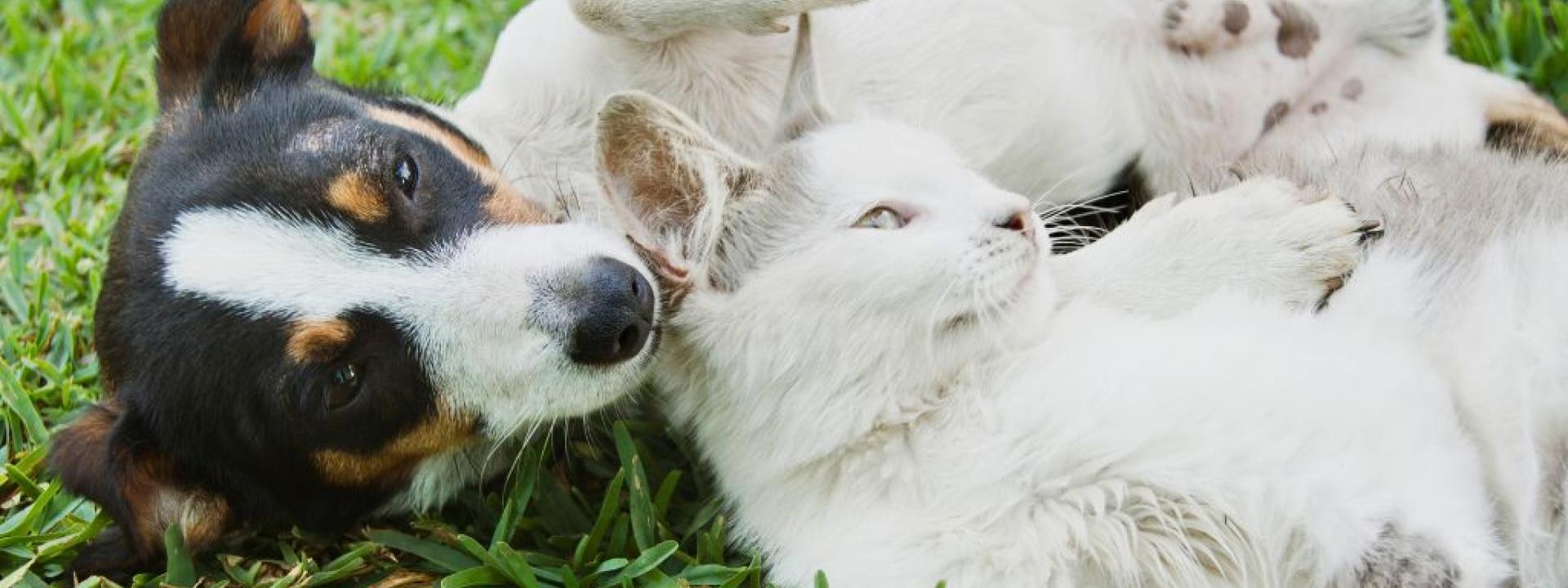 Healthy dog and cat on grass.