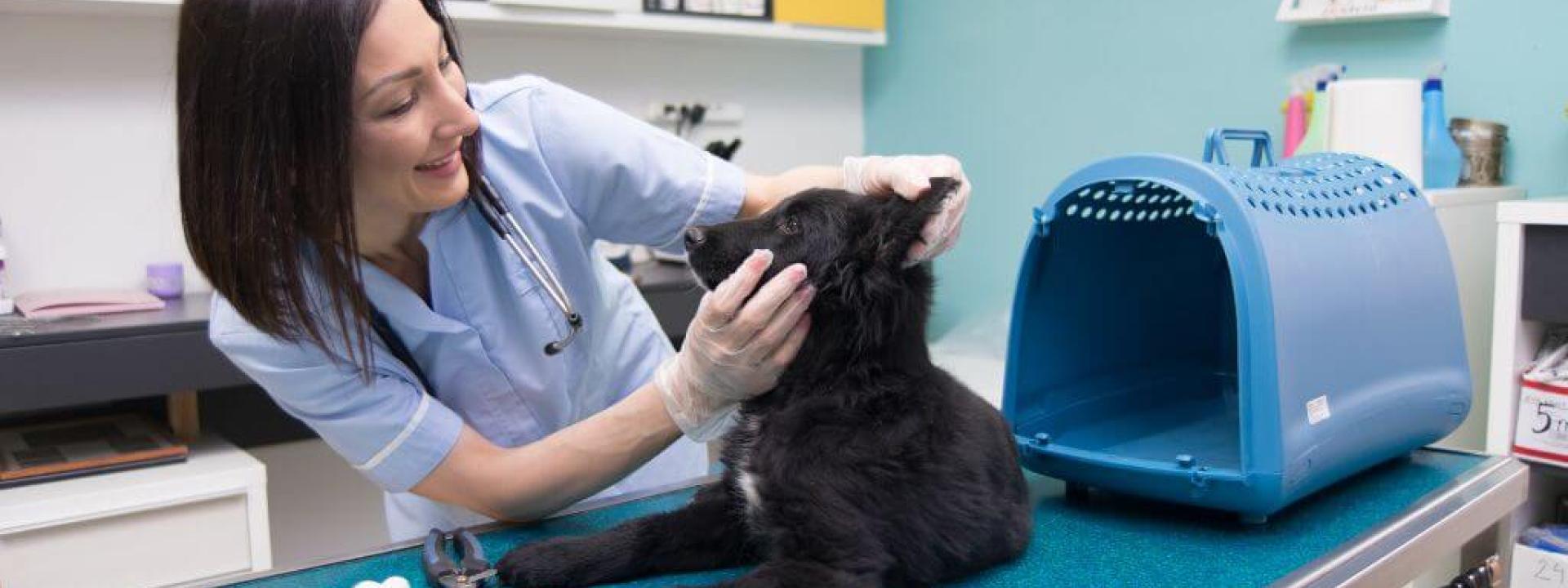 Vet tech assessing a black dog during a dog wellness visit