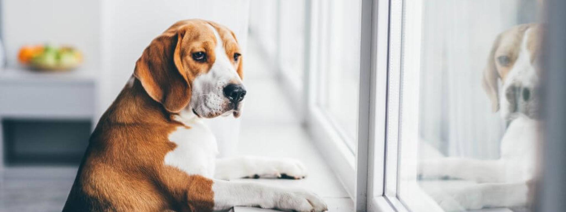 Dog with separation anxiety looking out the window and waiting for their owner