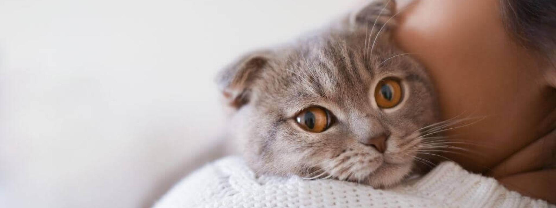 signs your cat may be in pain