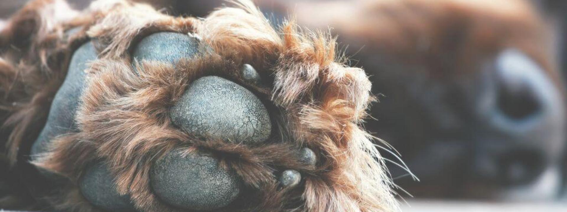 Close up of a dog's paw, dog is laying down