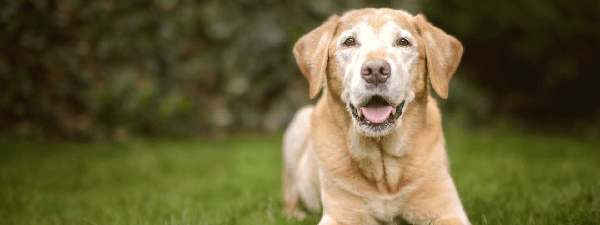 Old Golden Labrador Dog Lies in Green Garden