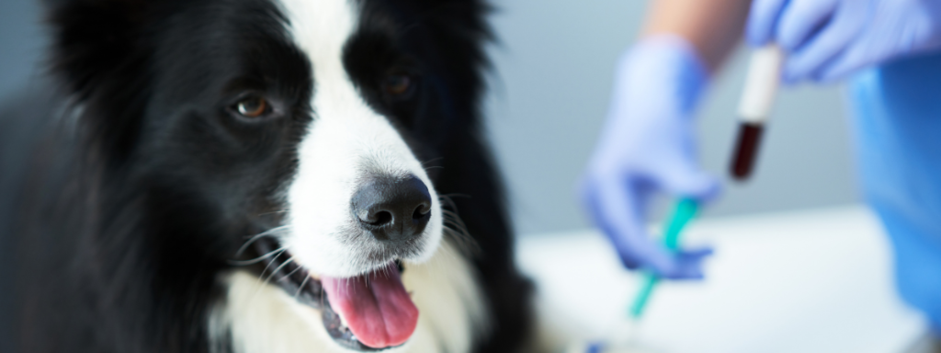 Female vet taking blood sample and examining a dog in clinic