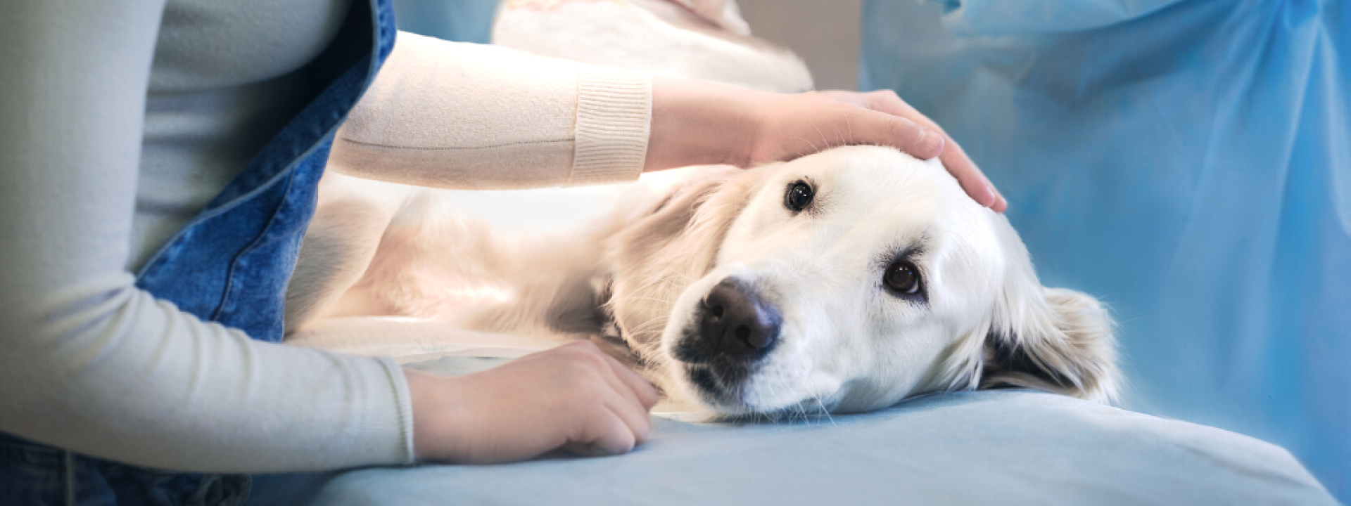 Dog in surgery