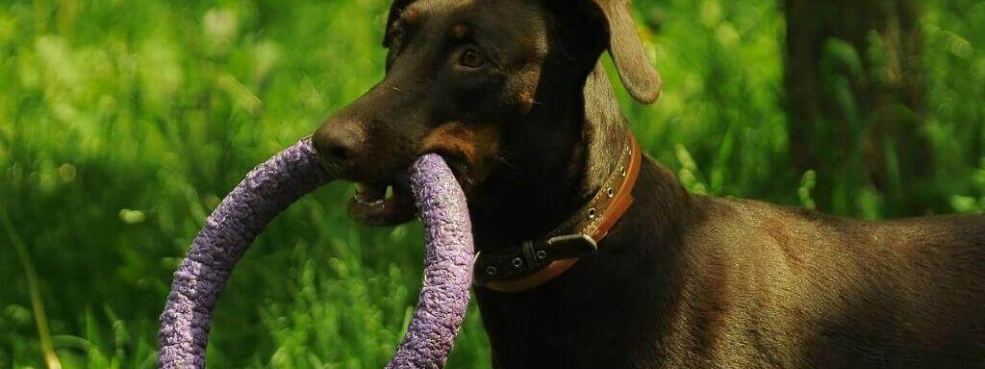 veterinarian approved chew toys for dogs